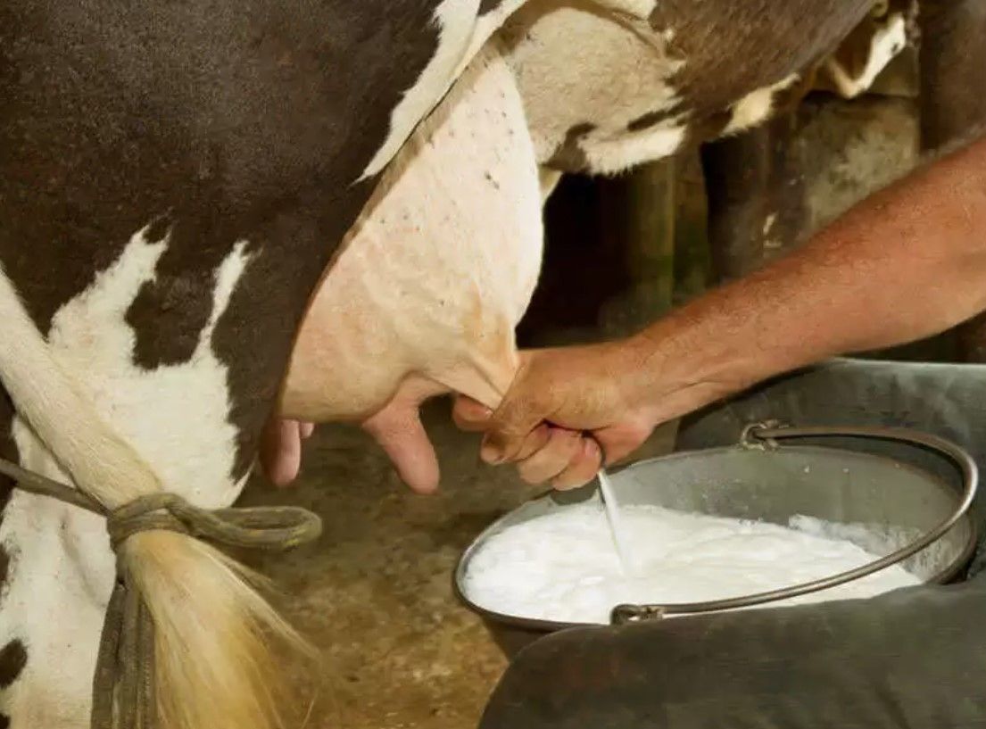 बढ़ाना चाहते हैं गाय-भैंस के दूध में फैट और एसएनएफ, अपनाएं ये सटीक फार्मूला