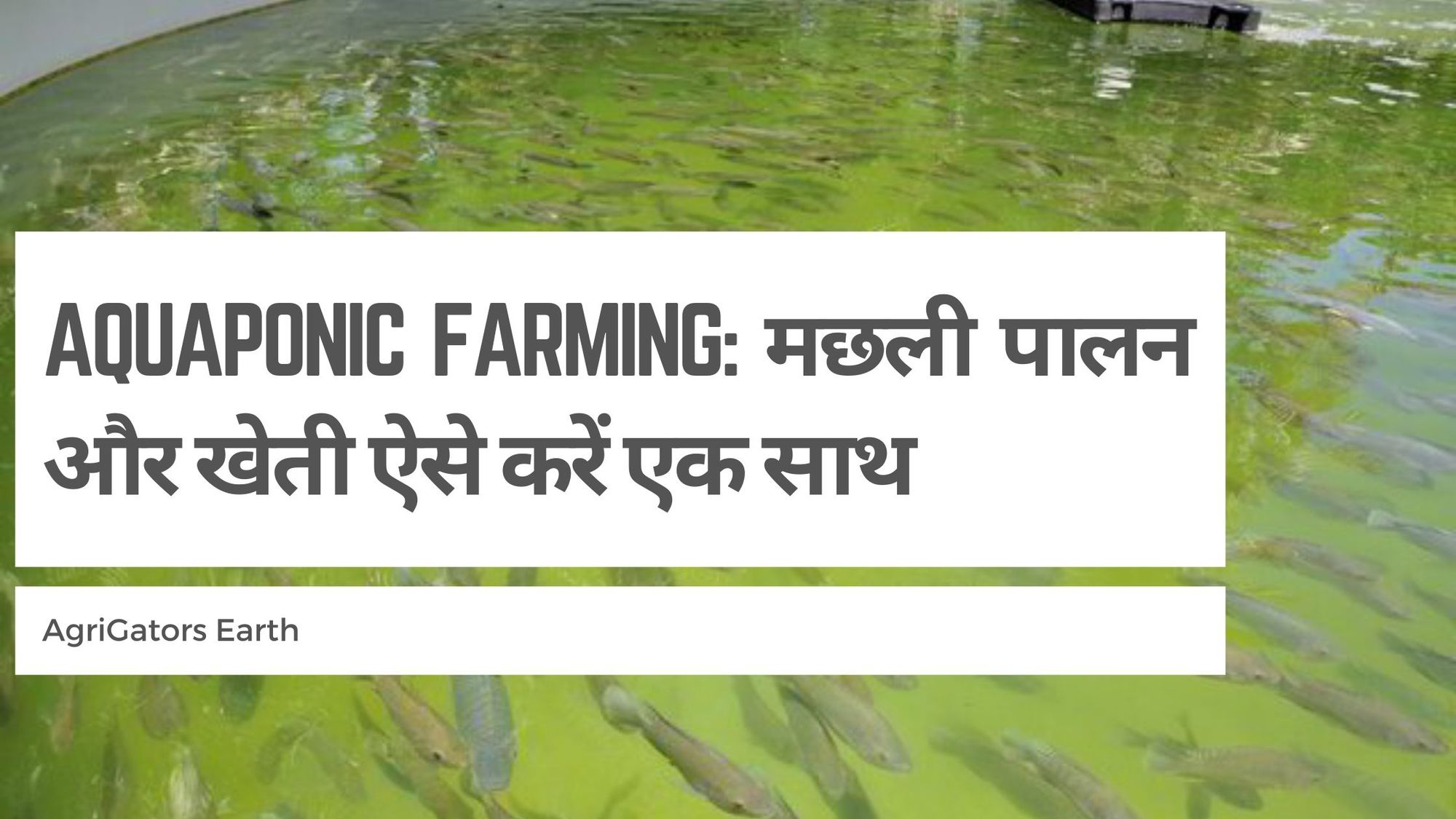 Aquaponic Farming: मछली पालन और खेती ऐसे करें एक साथ
