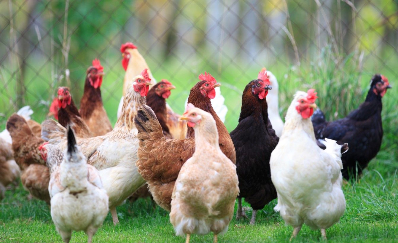 जानलेवा गर्मी से मुर्गियों को बचाने के लिए मुर्गी फार्म में करें ये बदलाव, आहार प्रबंधन का भी यूं रखें ध्यान