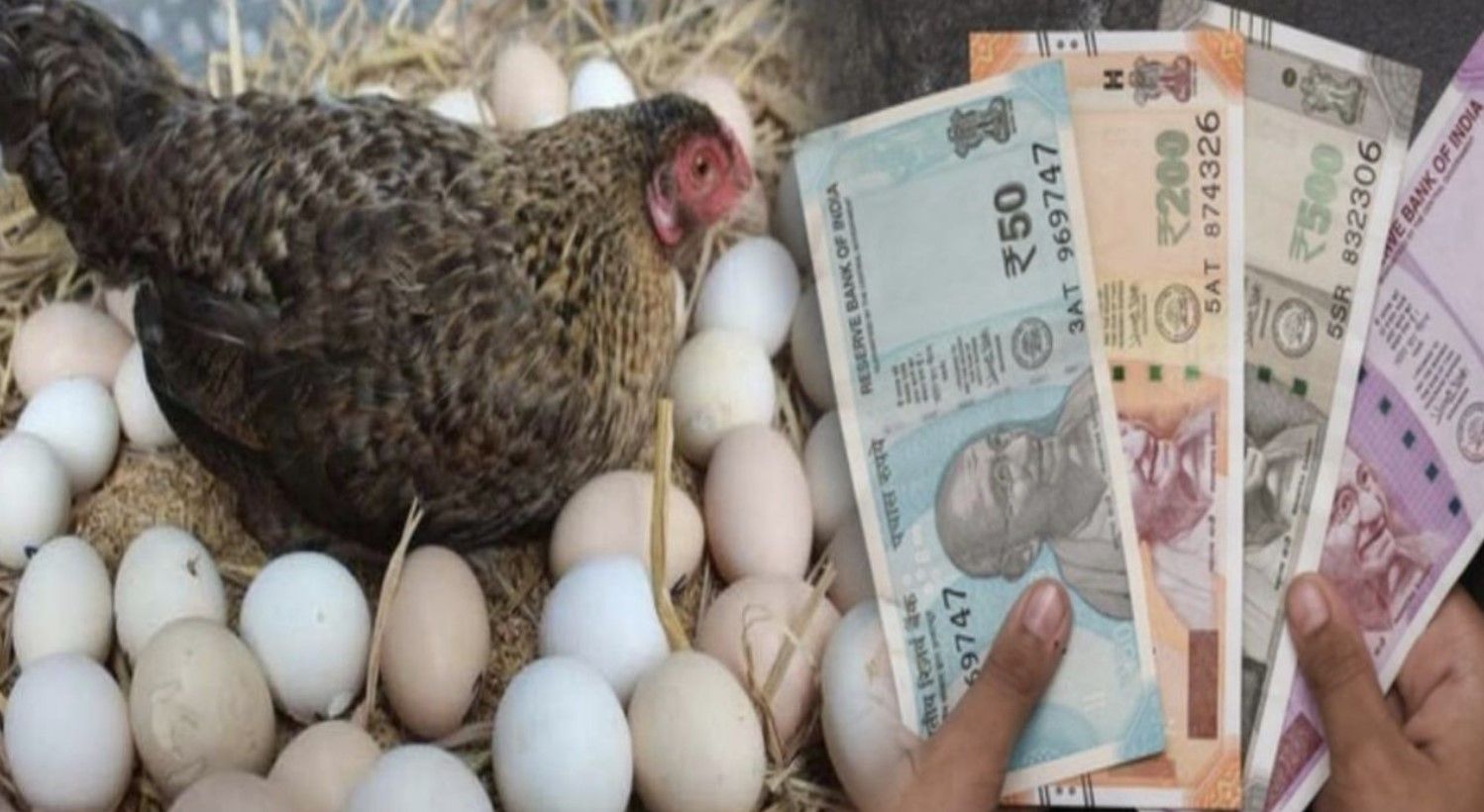 जान लीजिए अंडे से लाखों की कमाई का फंडा, लेयर मुर्गी पालन कर बनें सफल व्यापारी