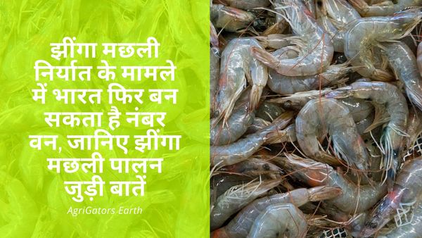 झींगा मछली निर्यात के मामले में भारत फिर बन सकता है नंबर वन, जानिए झींगा मछली पालन जुड़ी बातें