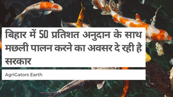 बिहार में 50 प्रतिशत अनुदान के साथ मछली पालन करने का अवसर दे रही है सरकार