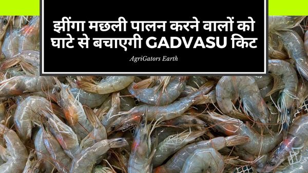 झींगा मछली पालन करने वालों को घाटे से बचाएगी GADVASU किट