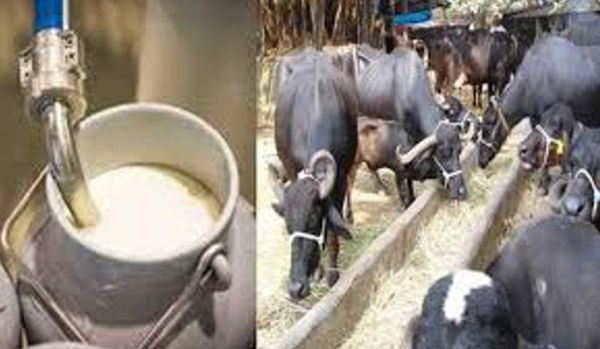 भैंस पालने जा रहे हैं तो पहले जान लें भारत की सबसे ज्यादा दूध देने वाली तीन भैंसों के बारे में