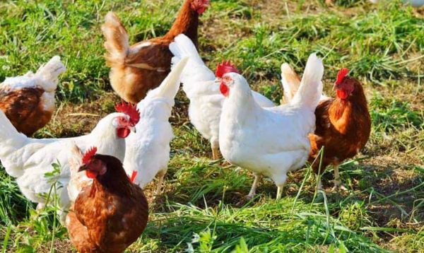 मुर्गी पालन करने की सोच रहे हैं तो इस तरह की मुर्गियों  को पालें, बीमारी का खतरा होता है कम, बाजार में महंगे दामों पर है डिमांड