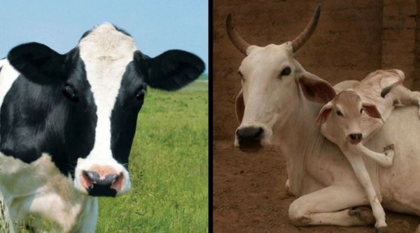 गाय पालने जा रहे हैं तो जान लीजिए क्या है देसी गाय और जर्सी गाय में अंतर? साथ में खूबियां और खामियां
