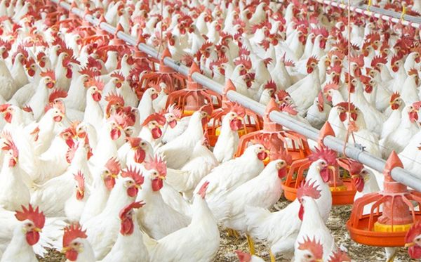 पोल्ट्री फार्म में रहेंगी आपकी मुर्गियां खुशहाल, फीड एक्सपर्ट कुछ इस तरह रखेगा उनका ख्याल