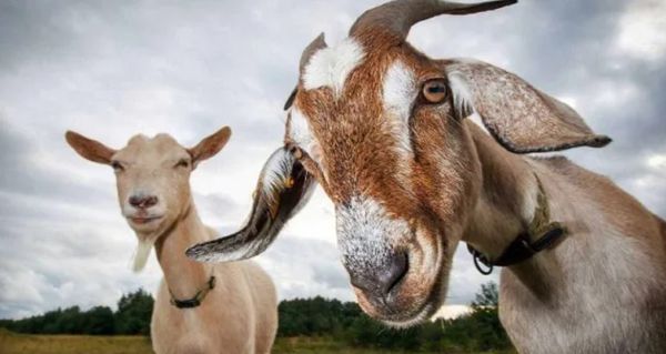 भेड़-बकरी पालन में सरकार कर रही मदद, उभरते उद्यमियों को दी जा रही 8 लाख तक की सब्सिडी
