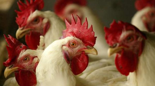 जान लीजिए मुर्गियों में होने वाले प्रमुख रोग, उनके लक्षण और उपचार का तरीका