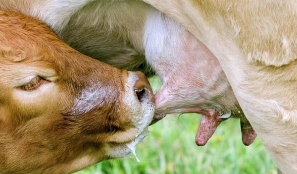 अधिक दूध देने वाली गाय-भैंसों को रहता है थनैला रोग का खतरा अधिक, जानें लक्षण और उपचार