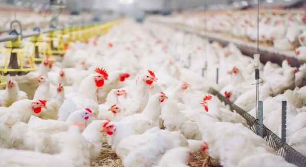 मुर्गियों में कैल्शियम की कमी कम कर देगी आपका मुनाफा, जान लीजिए होने वाली बीमारियां और उपचार