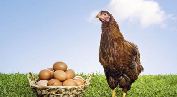 अगर चाहते हैं कि हर रोज मुर्गी दे एक अंडा तो इस तरह रखें उनके फीड और जल प्रबंधन का ध्यान
